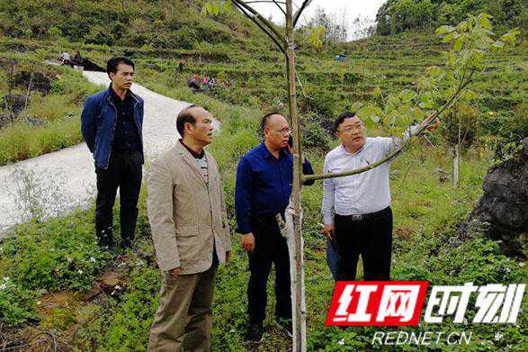 情牵湘土地丨王森：扎根三湘大地 致力经济林研究