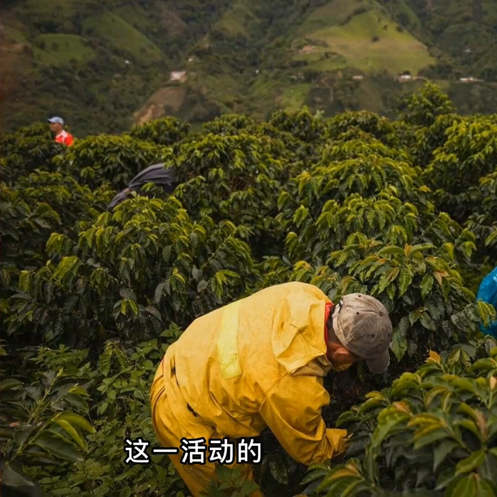 通过杯测确定咖啡最佳冲煮方案  #咖啡师入门教学