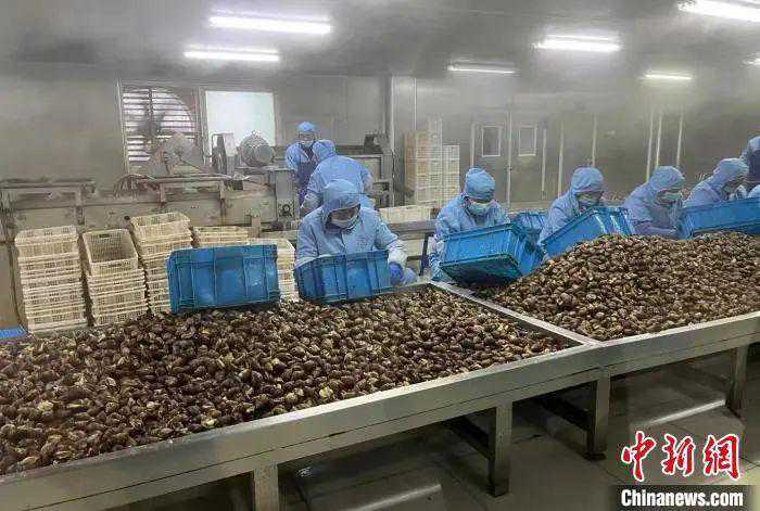 高端食材的价格，被这群浙江人打下来了