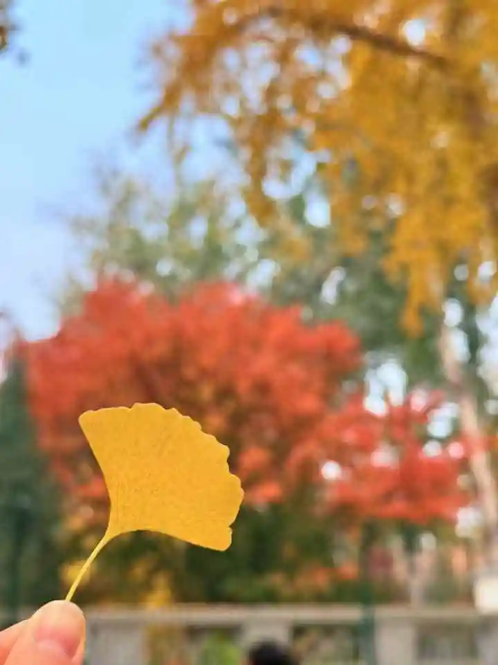 坏了我竟是留学归来的傻瓜白月光
