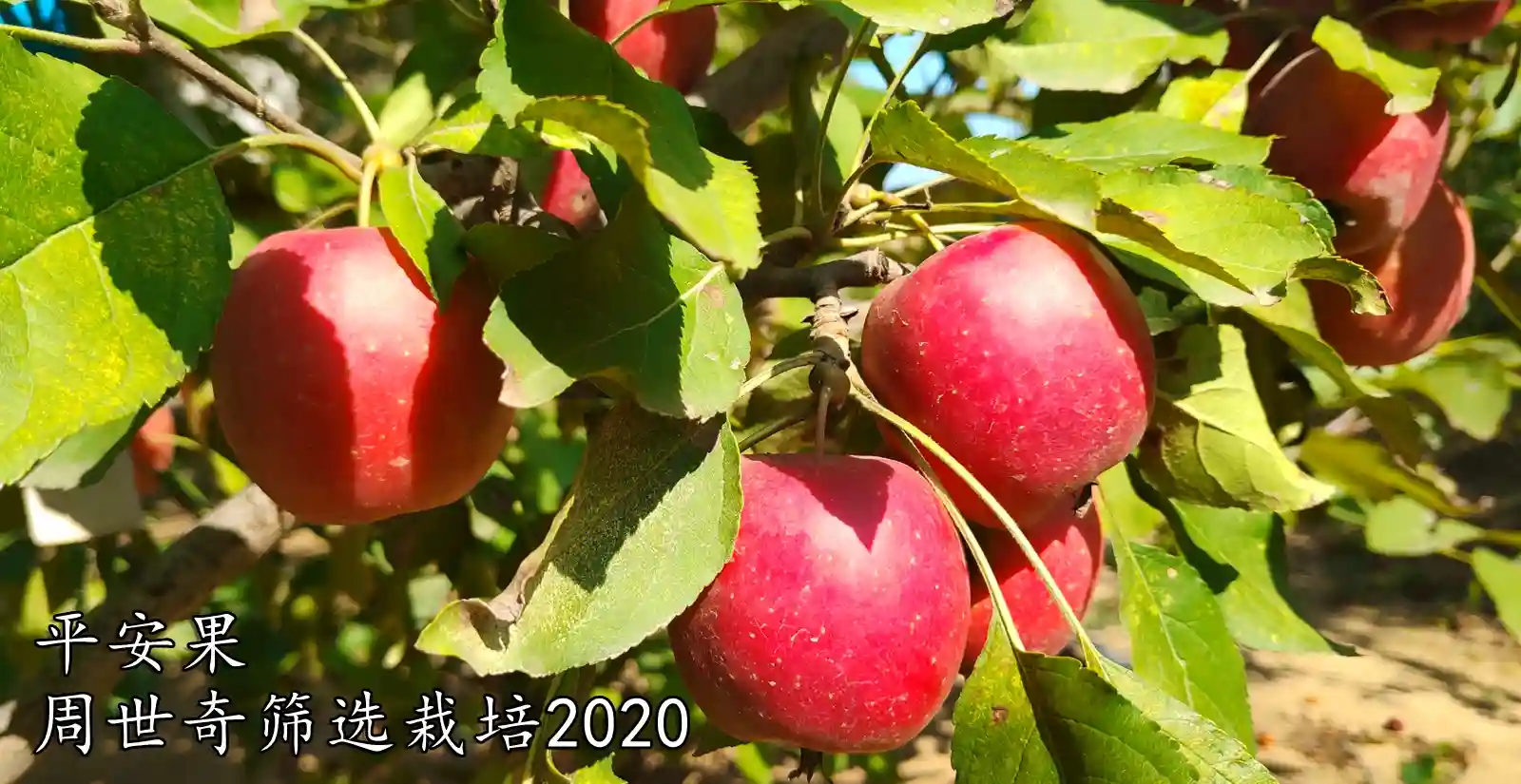 平安果（周世奇）