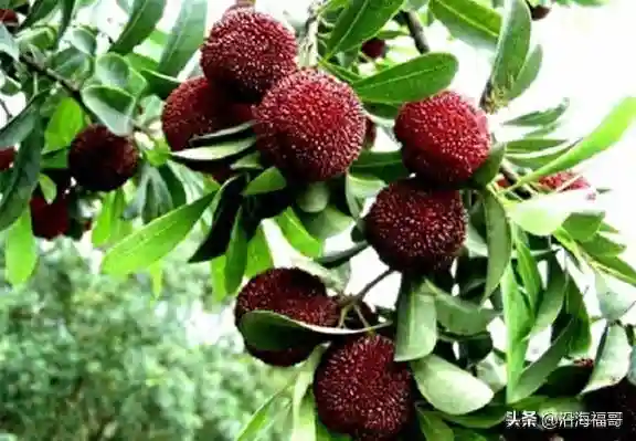 钦州逍遥鸡中心产区———钦北区小董镇