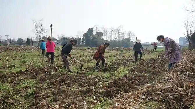 上“空中课堂”学一技之长 绵竹防疫脱贫两不误