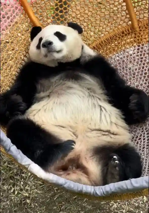 280份简历录取率0，成为大熊猫饲养员有多难？
