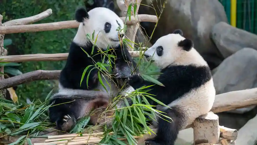 280份简历录取率0，成为大熊猫饲养员有多难？