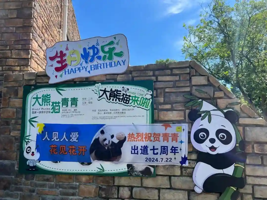 长沙动物园这个“女明星出道”七周年，园方精心准备蛋糕，游客现场陪过生日