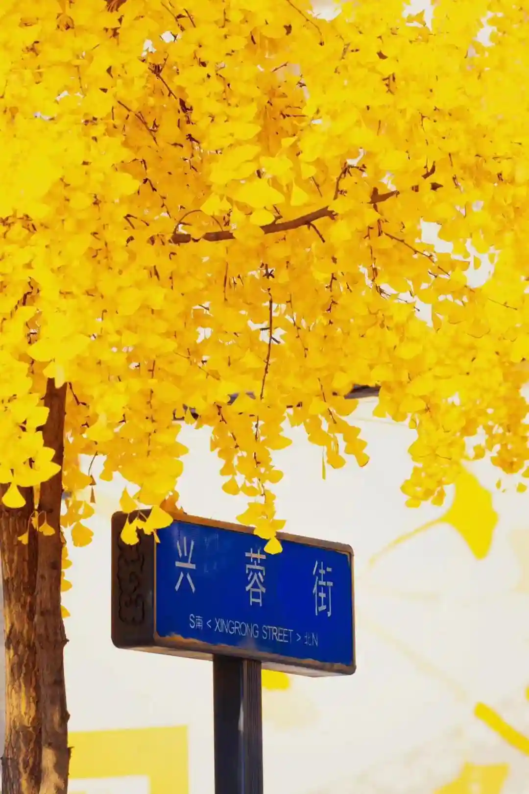 成都高新这个社区好热闹！ 3080㎡文化空间为居民服务