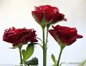 六种蔷薇花的花语和给予对象