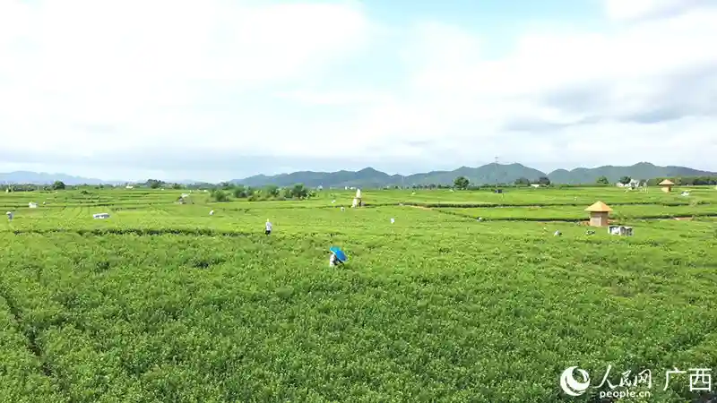 广西横州茉莉花：产量占全球六成 富农兴万家