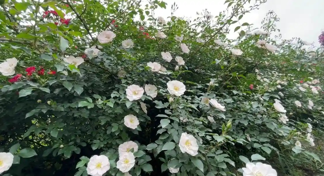 1500种玫瑰 在成都就能打卡的法式浪漫