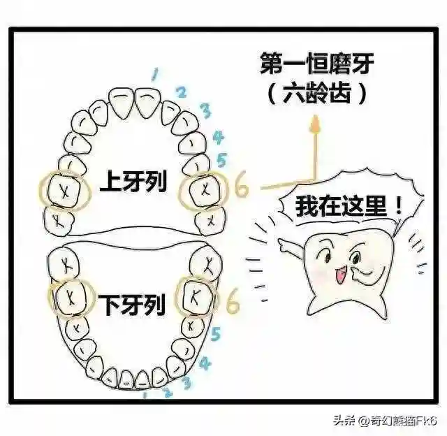 六龄齿