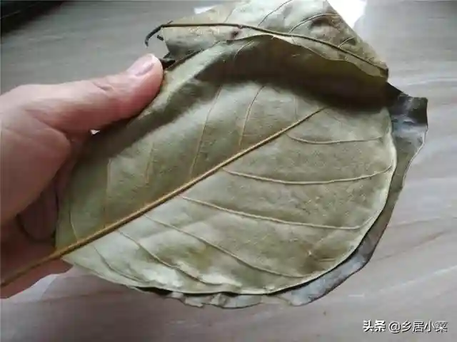 农村种的果树，常绿叶，春节可摘叶放糯米粉红糖做甜品，怎么做？