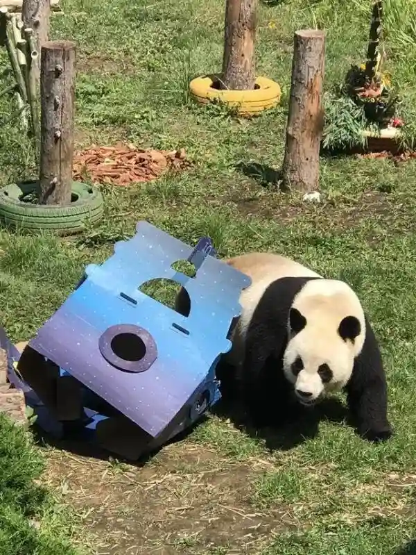 大连这个“网红”生日宴太特别……