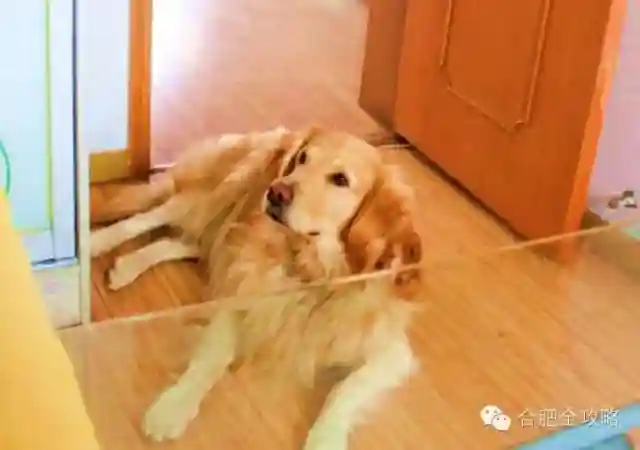 从辞职开始，跟拍合肥美女私房烘焙师！